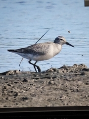 Calidris canutus