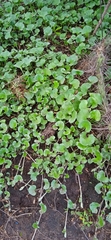 Dichondra argentea