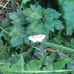 Costaconvexa centrostrigaria