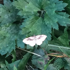 Costaconvexa centrostrigaria