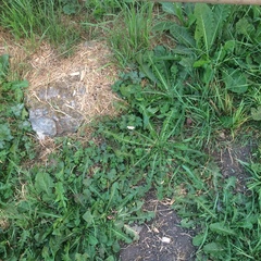 Costaconvexa centrostrigaria