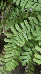 Adiantum aleuticum