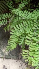 Adiantum aleuticum