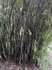 Bambusa pachinensis