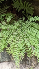 Adiantum aleuticum