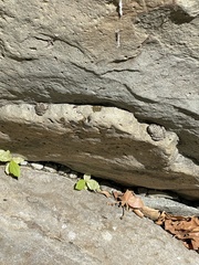 Pseudacris cadaverina