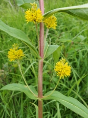 Lysimachia thyrsiflora
