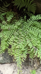 Adiantum aleuticum