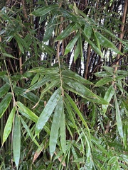 Bambusa pachinensis