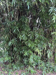 Bambusa pachinensis