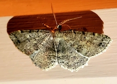 Melanolophia canadaria