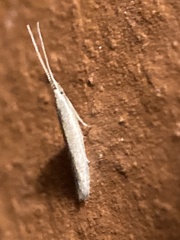 Coleophoridae