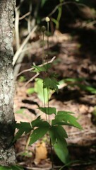 Anemone virginiana
