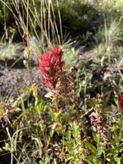 Castilleja miniata