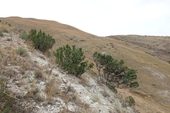 Juniperus polycarpos