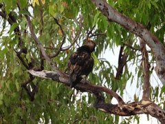 Hamirostra melanosternon