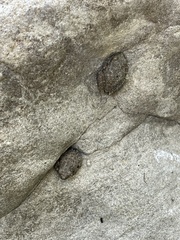 Pseudacris cadaverina