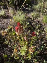 Castilleja miniata