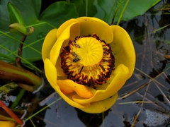 Nuphar polysepala