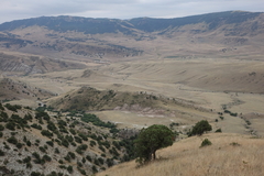 Juniperus polycarpos