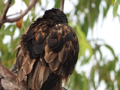 Hamirostra melanosternon