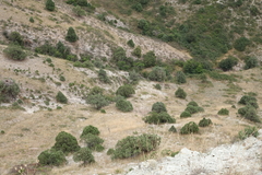 Juniperus polycarpos