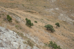 Juniperus polycarpos