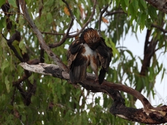 Hamirostra melanosternon