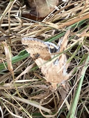 Heliothis phloxiphaga