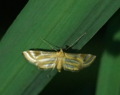 Eoophyla