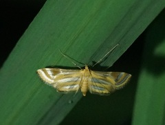 Eoophyla