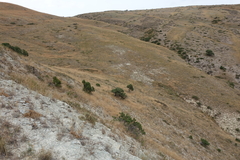 Juniperus polycarpos