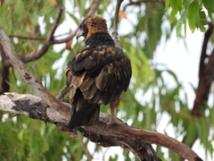 Hamirostra melanosternon