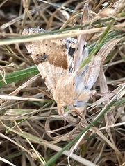 Heliothis phloxiphaga