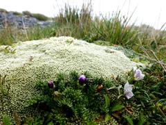 Nototriche longirostris