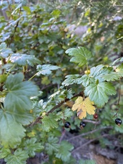 Ribes