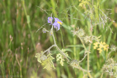Solanum citrullifolium