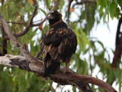 Hamirostra melanosternon