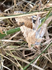 Heliothis phloxiphaga