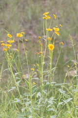 Verbesina encelioides