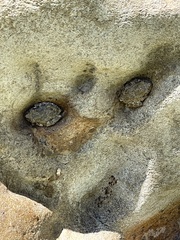 Pseudacris cadaverina