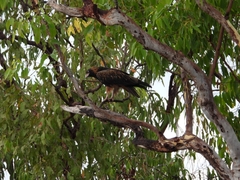 Hamirostra melanosternon