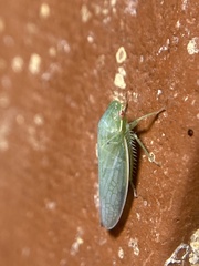 Gyponini