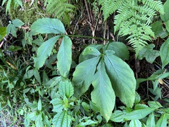 Arisaema quinatum