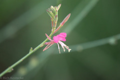 Oenothera suffrutescens