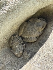 Pseudacris cadaverina