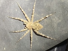 Dolomedes albineus