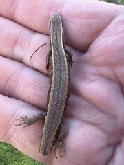 Oligosoma polychroma