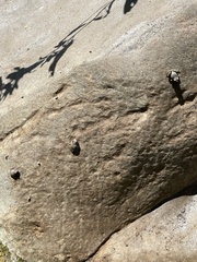 Pseudacris cadaverina