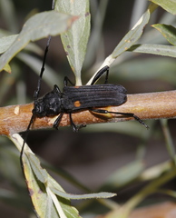Tragidion coquus